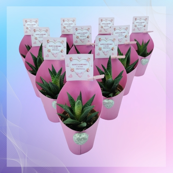 pembe süslemeli hediyelik sukulent